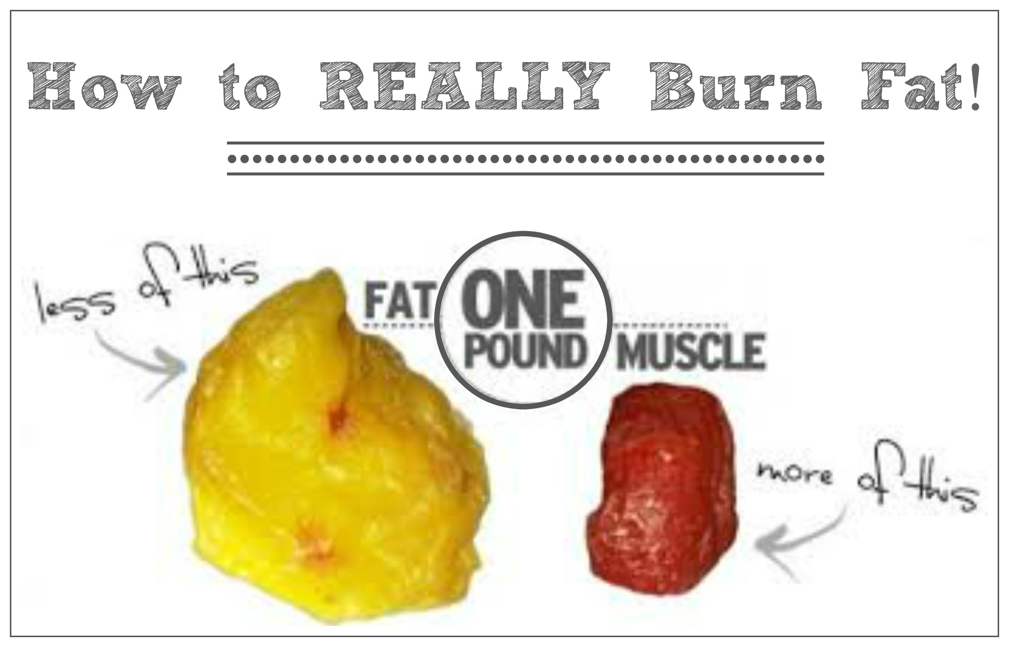 fat v muscle2