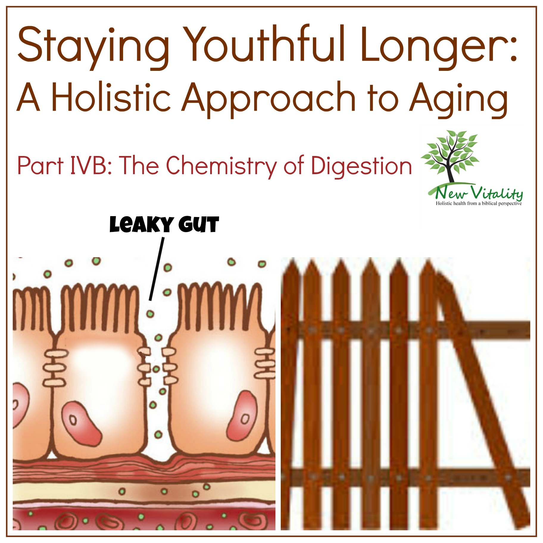Staying Youthful Longer: A Holistic Approach to Aging